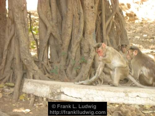 Monkeys, Death, Wake, Grief, Elephanta Island, Maharashtra, Bombay, Mumbai, India